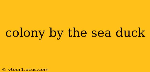 colony by the sea duck