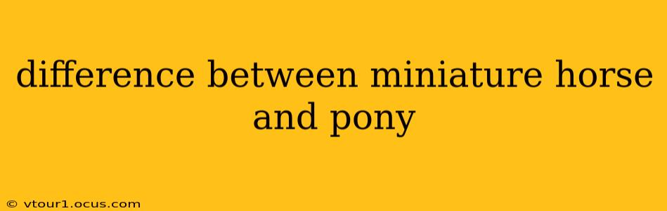 difference between miniature horse and pony