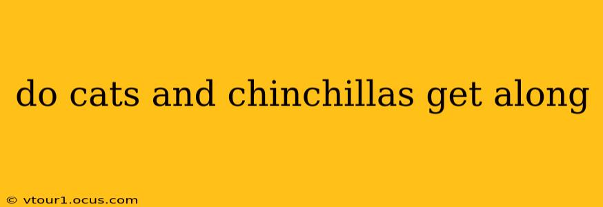do cats and chinchillas get along