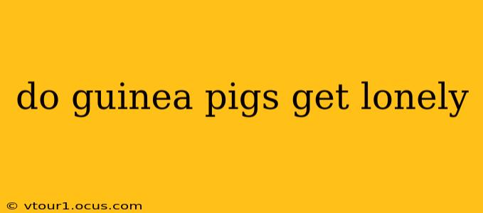 do guinea pigs get lonely