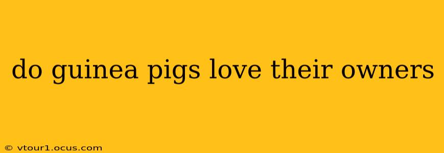do guinea pigs love their owners