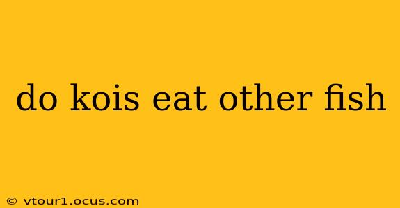 do kois eat other fish