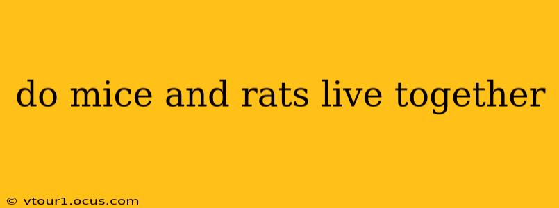 do mice and rats live together