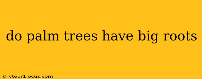 do palm trees have big roots