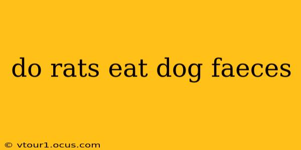 do rats eat dog faeces