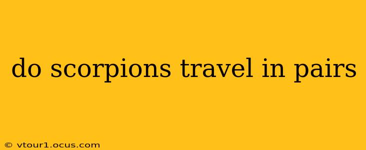 do scorpions travel in pairs
