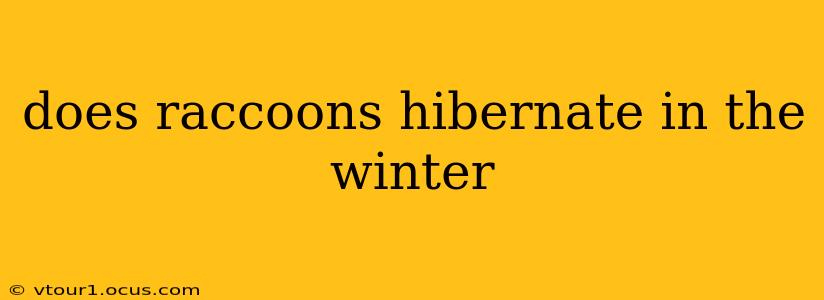 does raccoons hibernate in the winter