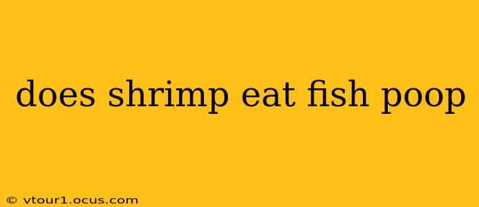 does shrimp eat fish poop