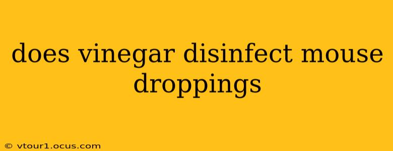 does vinegar disinfect mouse droppings