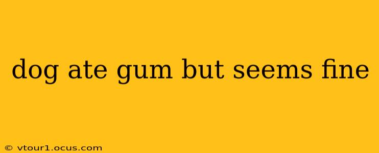 dog ate gum but seems fine