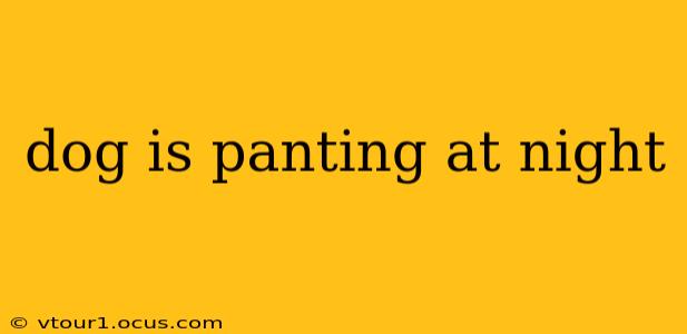 dog is panting at night
