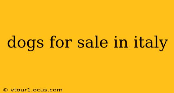 dogs for sale in italy