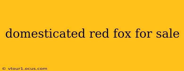 domesticated red fox for sale