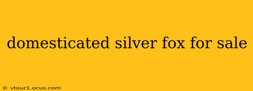 domesticated silver fox for sale