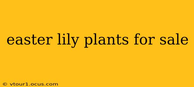 easter lily plants for sale