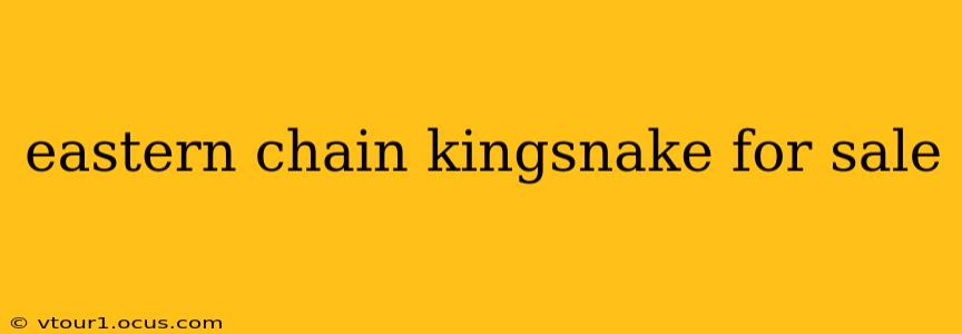eastern chain kingsnake for sale