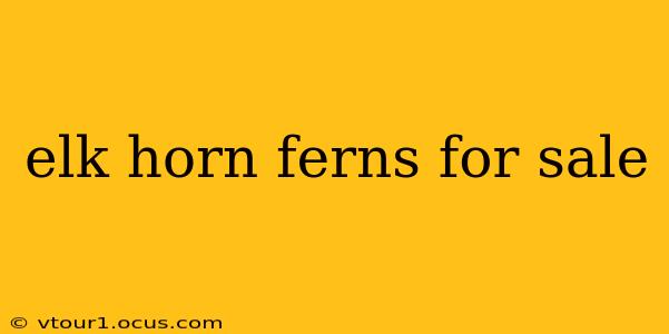 elk horn ferns for sale