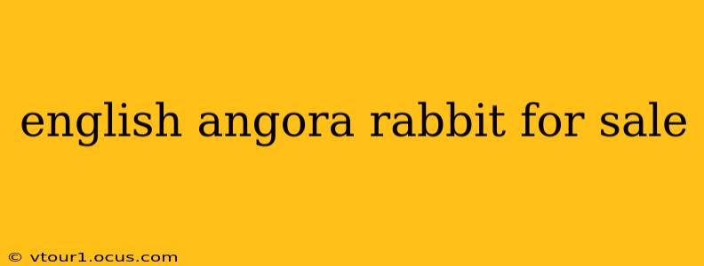 english angora rabbit for sale
