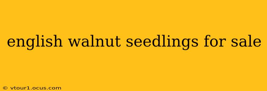 english walnut seedlings for sale