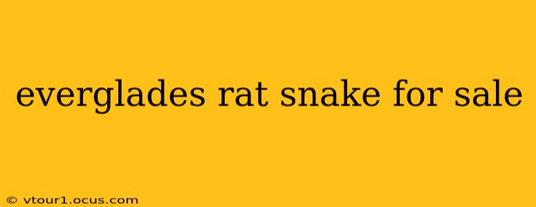 everglades rat snake for sale
