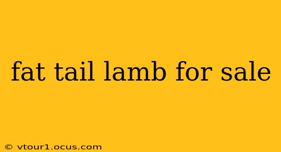 fat tail lamb for sale