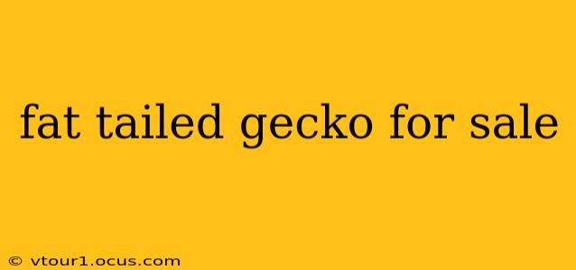 fat tailed gecko for sale