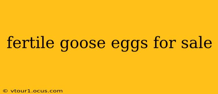 fertile goose eggs for sale