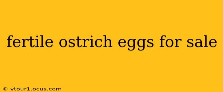 fertile ostrich eggs for sale