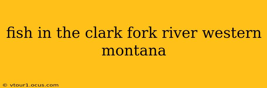 fish in the clark fork river western montana