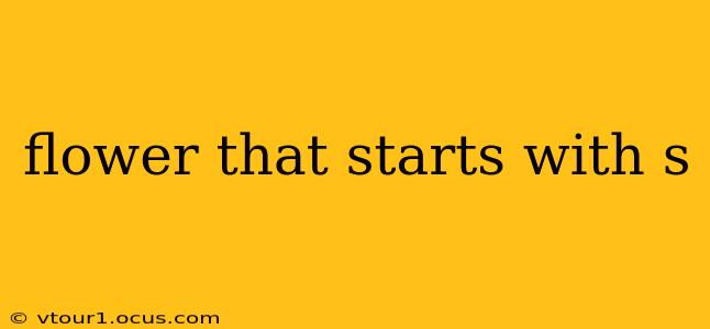 flower that starts with s
