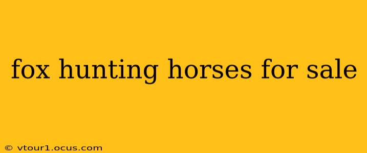 fox hunting horses for sale