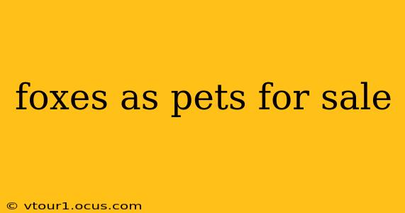 foxes as pets for sale