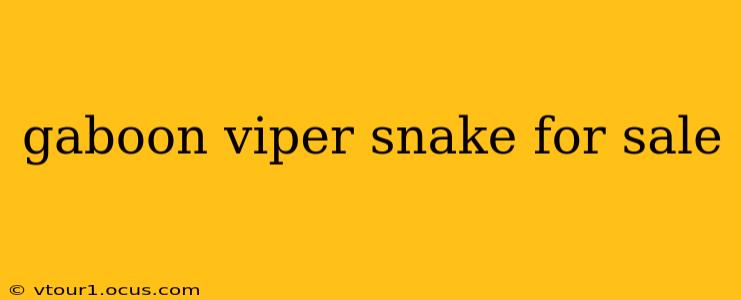 gaboon viper snake for sale