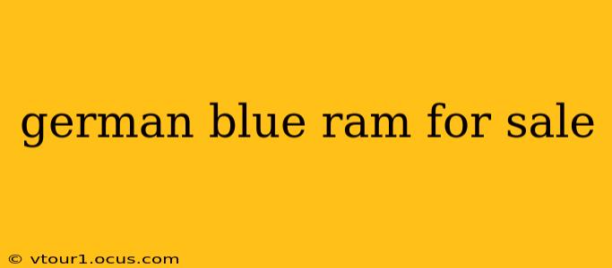 german blue ram for sale