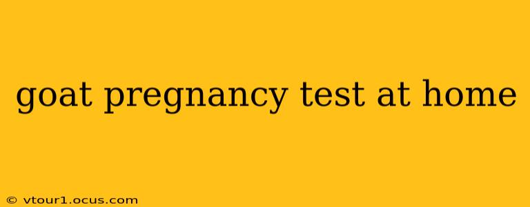 goat pregnancy test at home