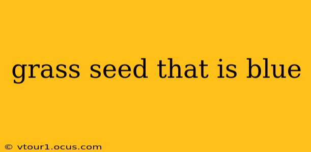 grass seed that is blue