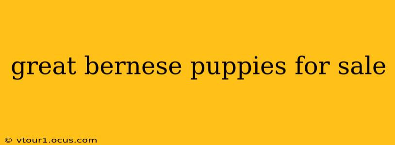 great bernese puppies for sale