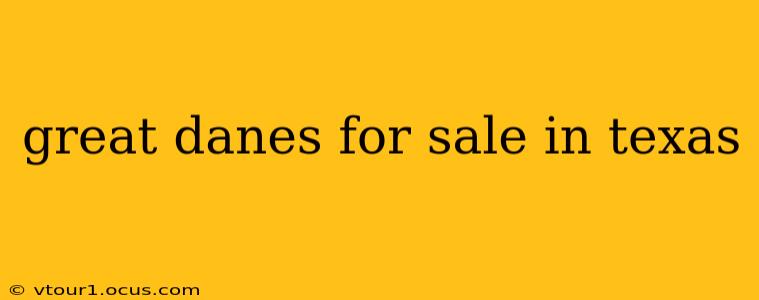great danes for sale in texas