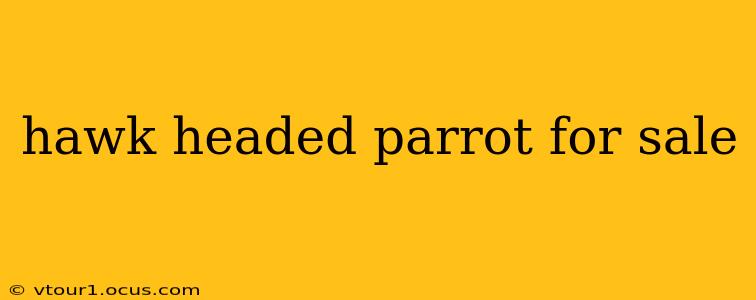 hawk headed parrot for sale