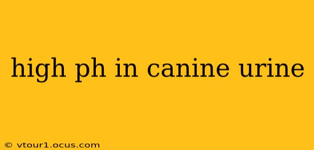 high ph in canine urine