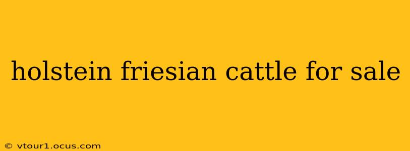 holstein friesian cattle for sale
