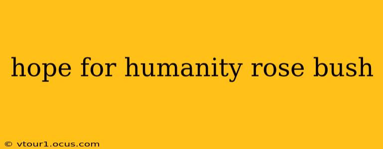 hope for humanity rose bush