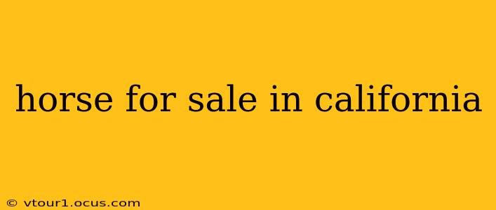 horse for sale in california