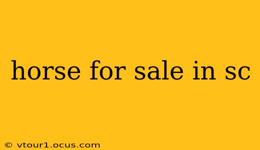horse for sale in sc
