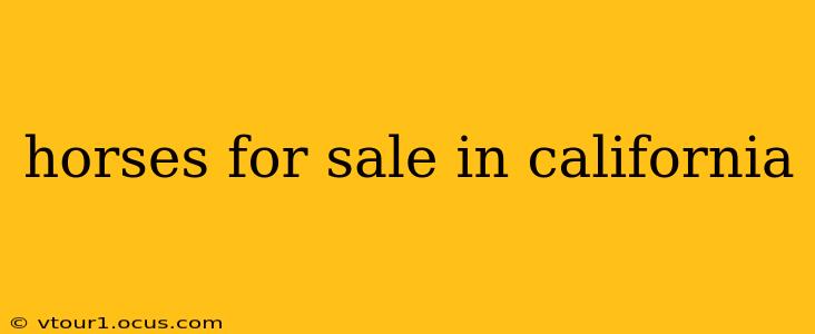 horses for sale in california