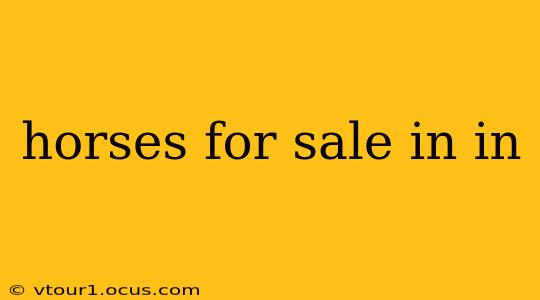 horses for sale in in