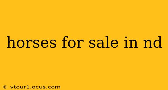 horses for sale in nd