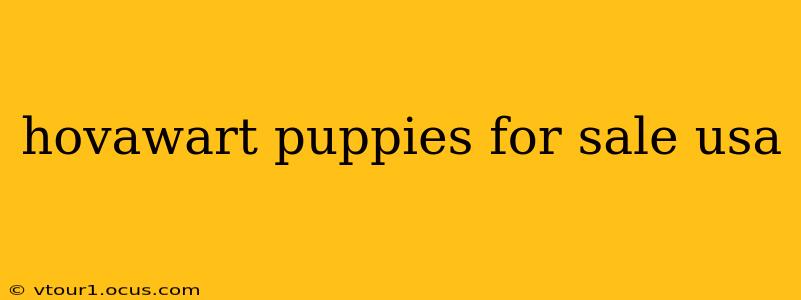 hovawart puppies for sale usa