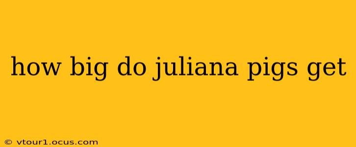 how big do juliana pigs get