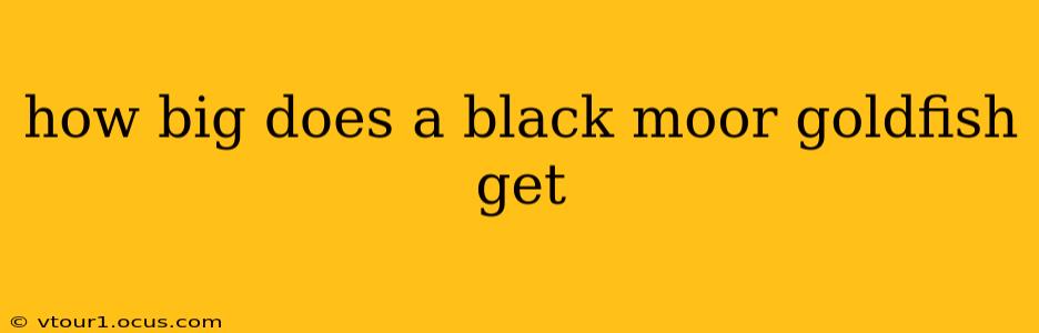 how big does a black moor goldfish get